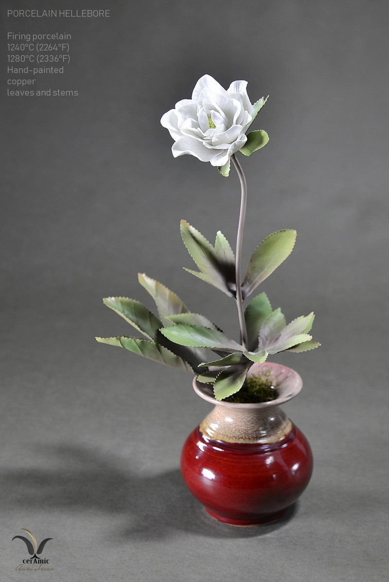 Porcelain white hellebore