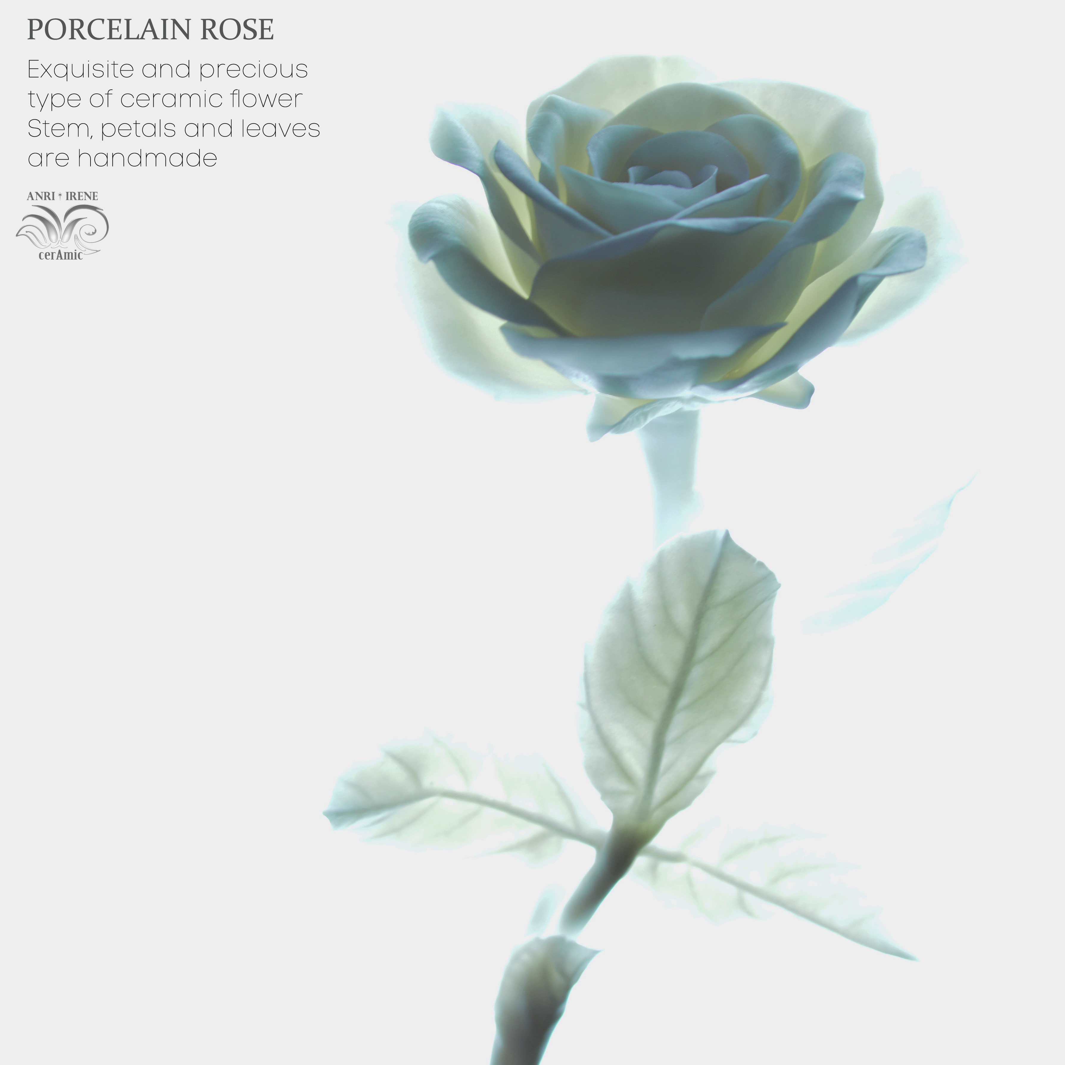 Porcelain rose white