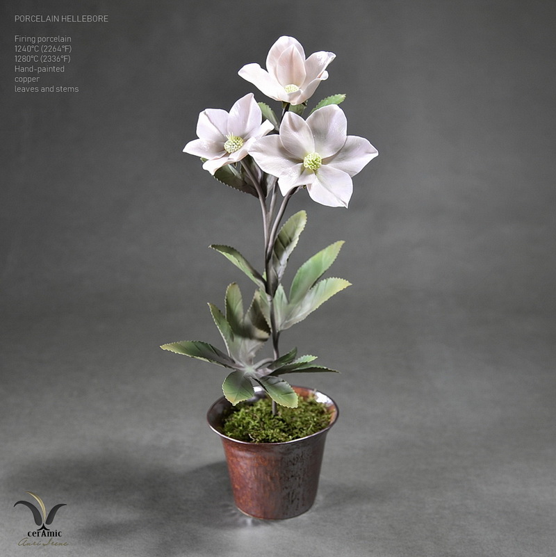 Porcelain pink hellebore