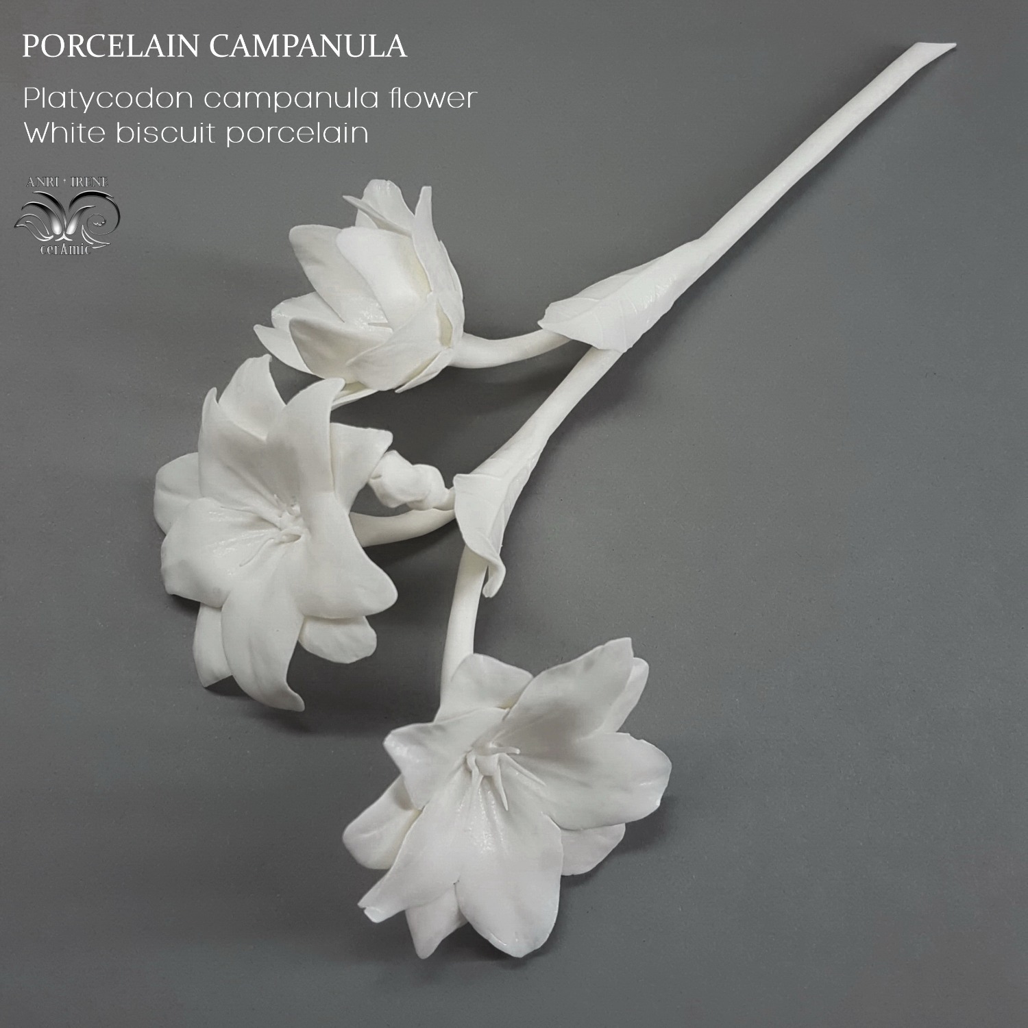 Porcelain campanula