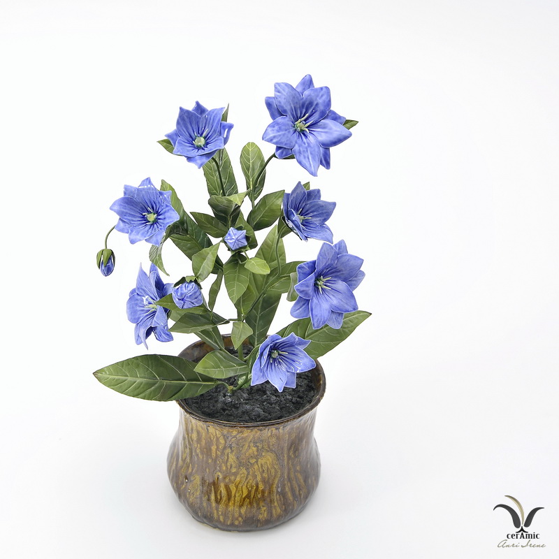 Porcelain blue campanula