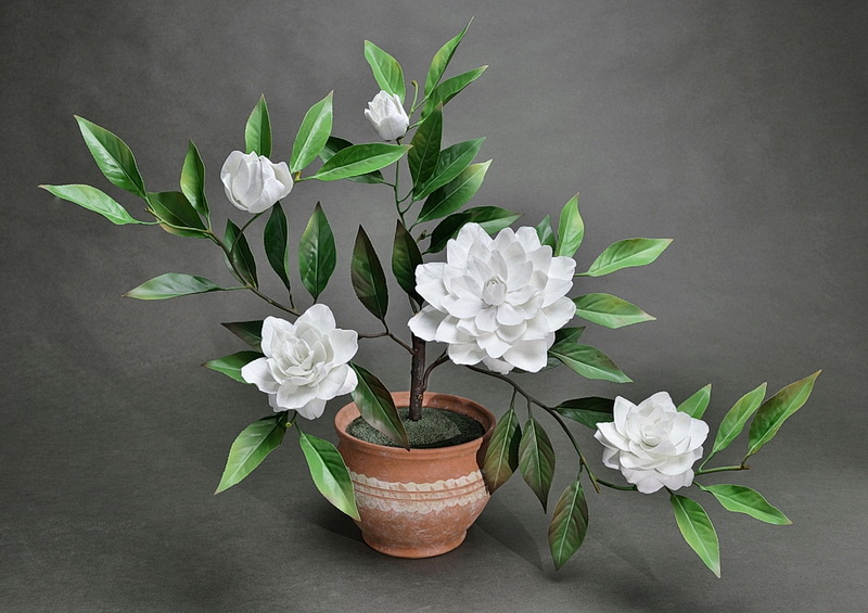 Porcelain white camellia