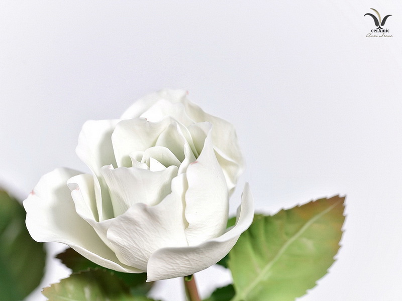 Porcelain white rose