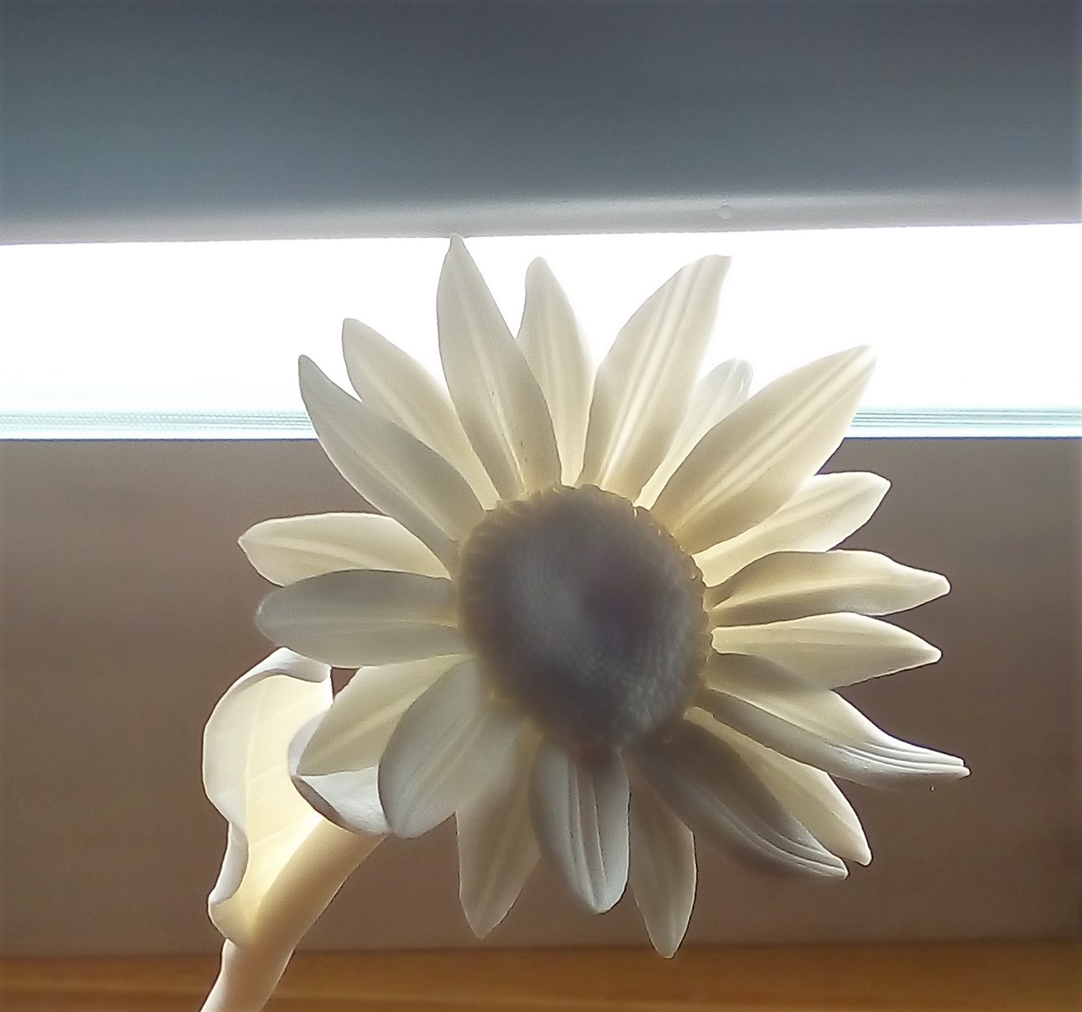 Porcelain daisy flower
