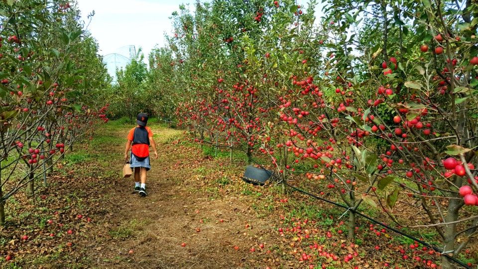 apple picking in south korea