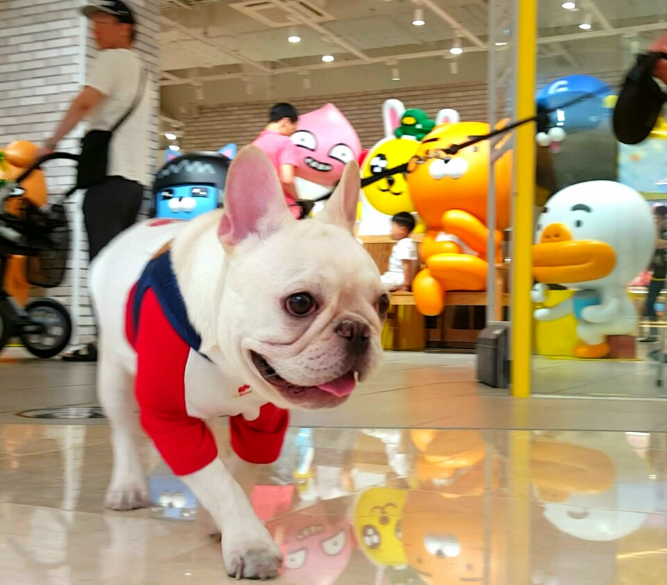 Dog Friendly Mall Near Seoul