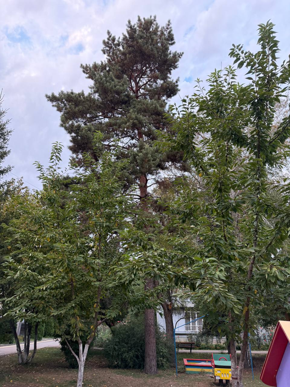 Это настоящий зелёный оазис в большом городе алматинцы создали петицию за сохранение детского сад