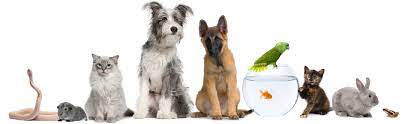 Pet Blessing, Blisland Church, 6th August