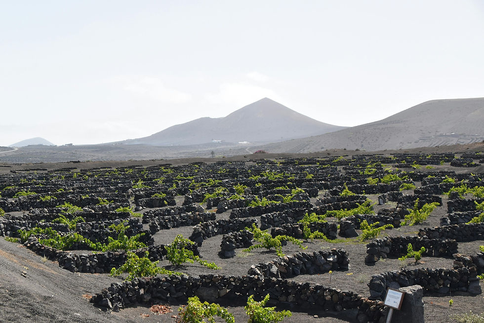 Il Terroir esiste davvero?