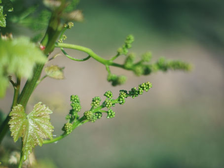 Bordeaux può rinascere?