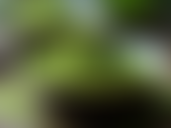 Unlocking the Health Benefits of Ujinotsuyu Matcha Green Tea Powder for First-Time Users