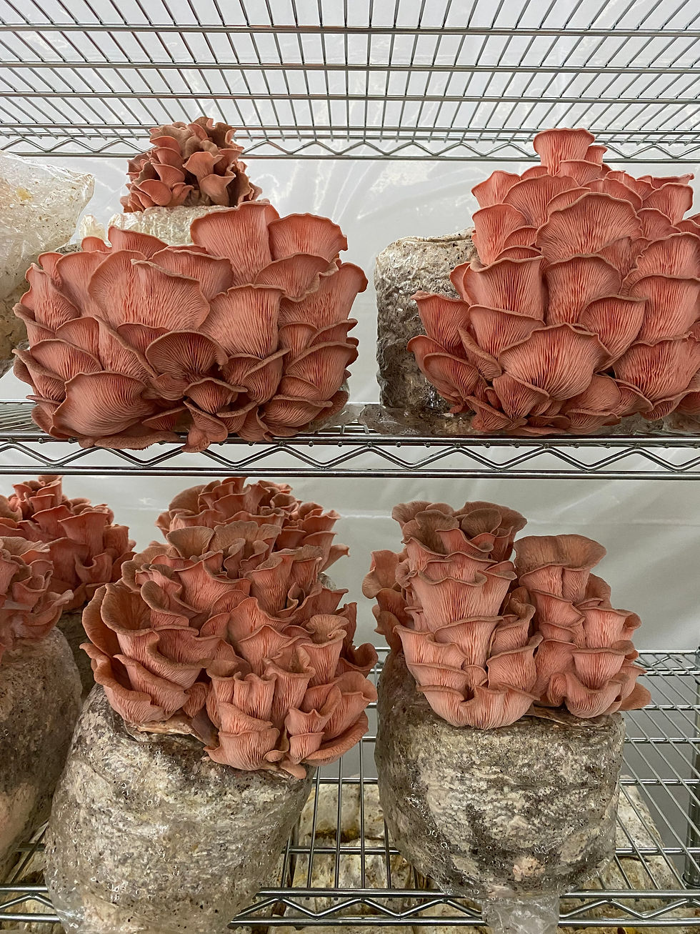 Thumbnail: Pink Oyster Grow Kit