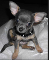 Are new dog