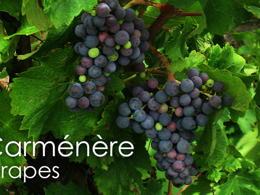 Carmenere – Giống nho đầy thăng trầm