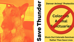Save Thunder the german shephard banner showing that Denver Aniaml shelter is refusing to send him to sanctuary