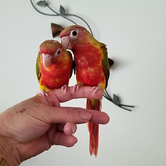 birb-3.jpg