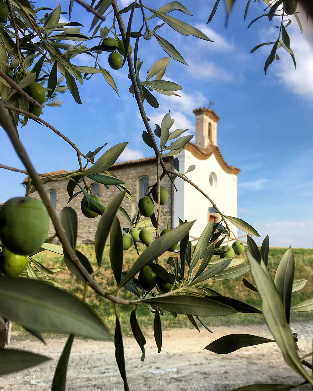 Colletorto è conosciuto in tutto il Molise per il suo olio extra vergine eccellente