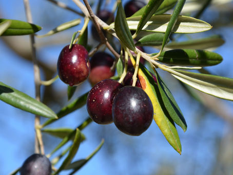 Che cosa rende un Olio EVO davvero eccellente? Gli antichi segreti dei maestri oleari Timperio