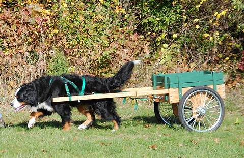 Draft Dog working