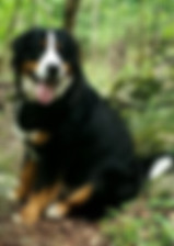 charlie and finley 2.jpg