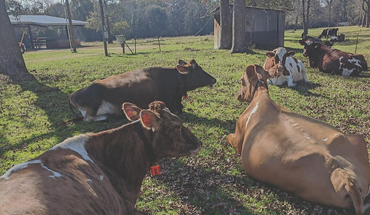 cow2.jpg