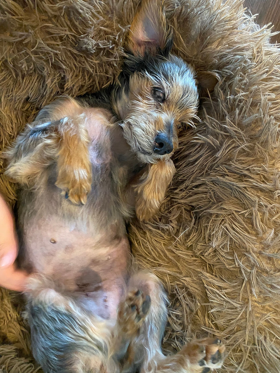 Addy's adorable belly