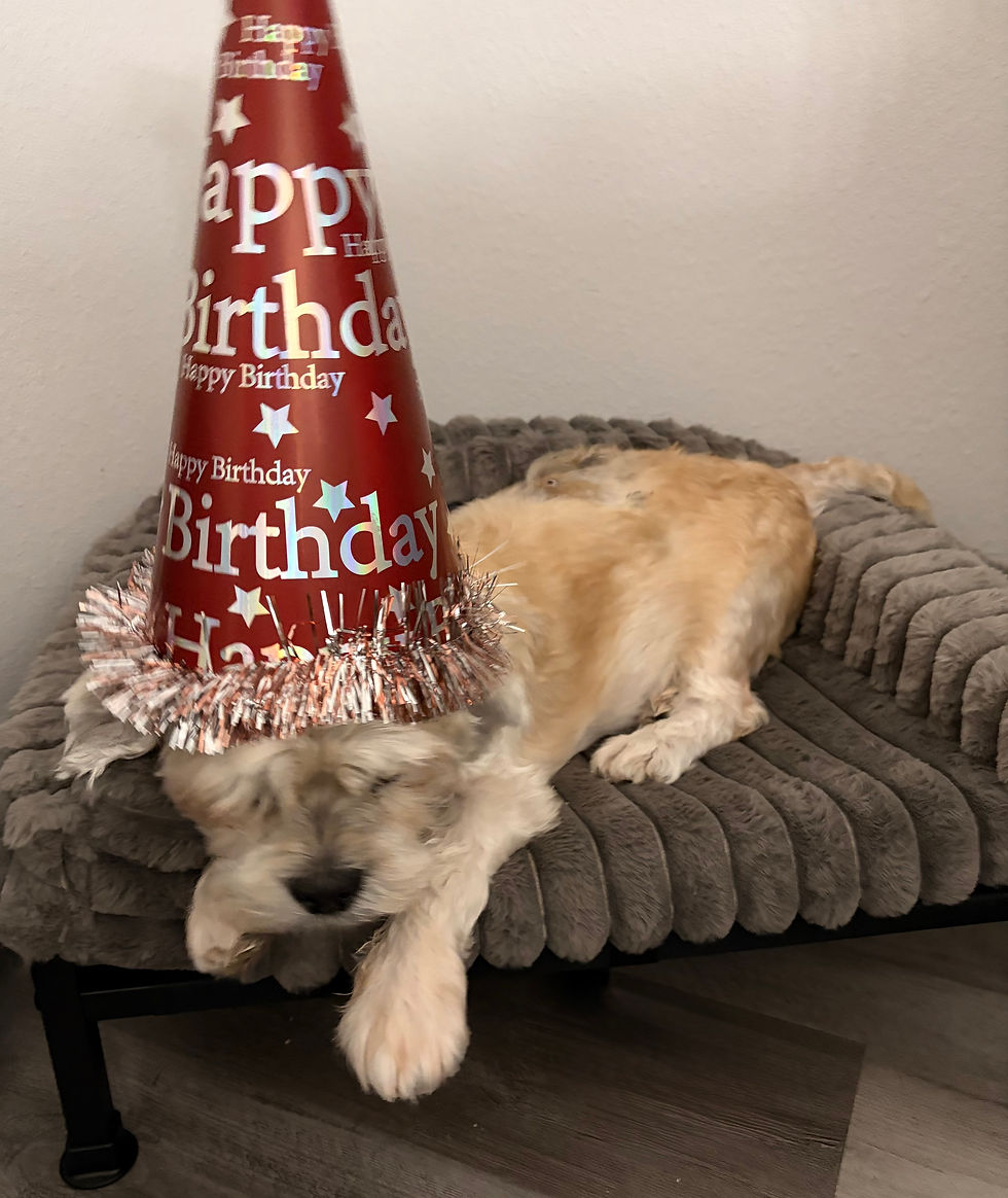 We know you had the best birthday with the most wonderful fosters.