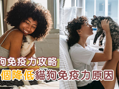 貓狗免疫力攻略 10個讓毛小孩抵抗力下降的原因 