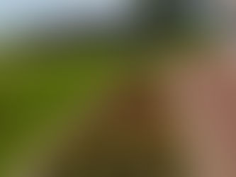 6月27日(木) 花壇とアサガオ
