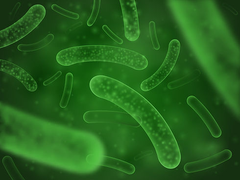 Lactobacillus Reuteri