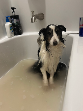 FullSizeRender 2.HEIC