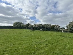 Summer grazing
