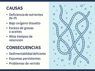 ¿Por qué crecen bacterias filamentosas en mi planta? Causas, consecuencias y cómo prevenirlo