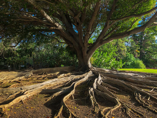 tree with roots