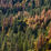 Why do my redwoods look like they are dying?
