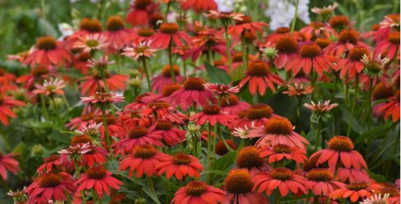 Red Cone Flowers