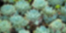 Hens and chicks plant