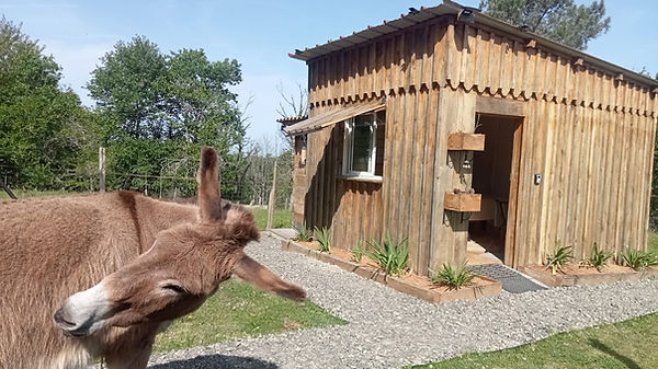 kinesiologie-animale-chloe-fauthoux-landes.jpg