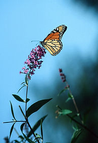 Borboleta monarca.jpg