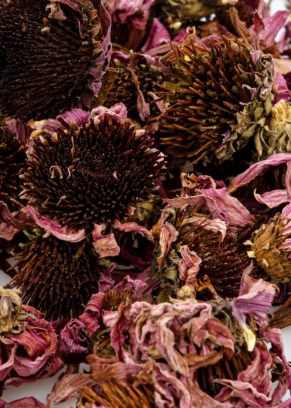 Küçük resim: Ekinezya 50 GR