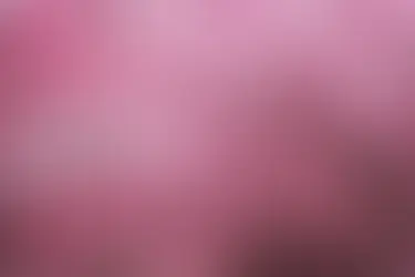 You Are Still a Garden: Blossoming After Heartbreak 