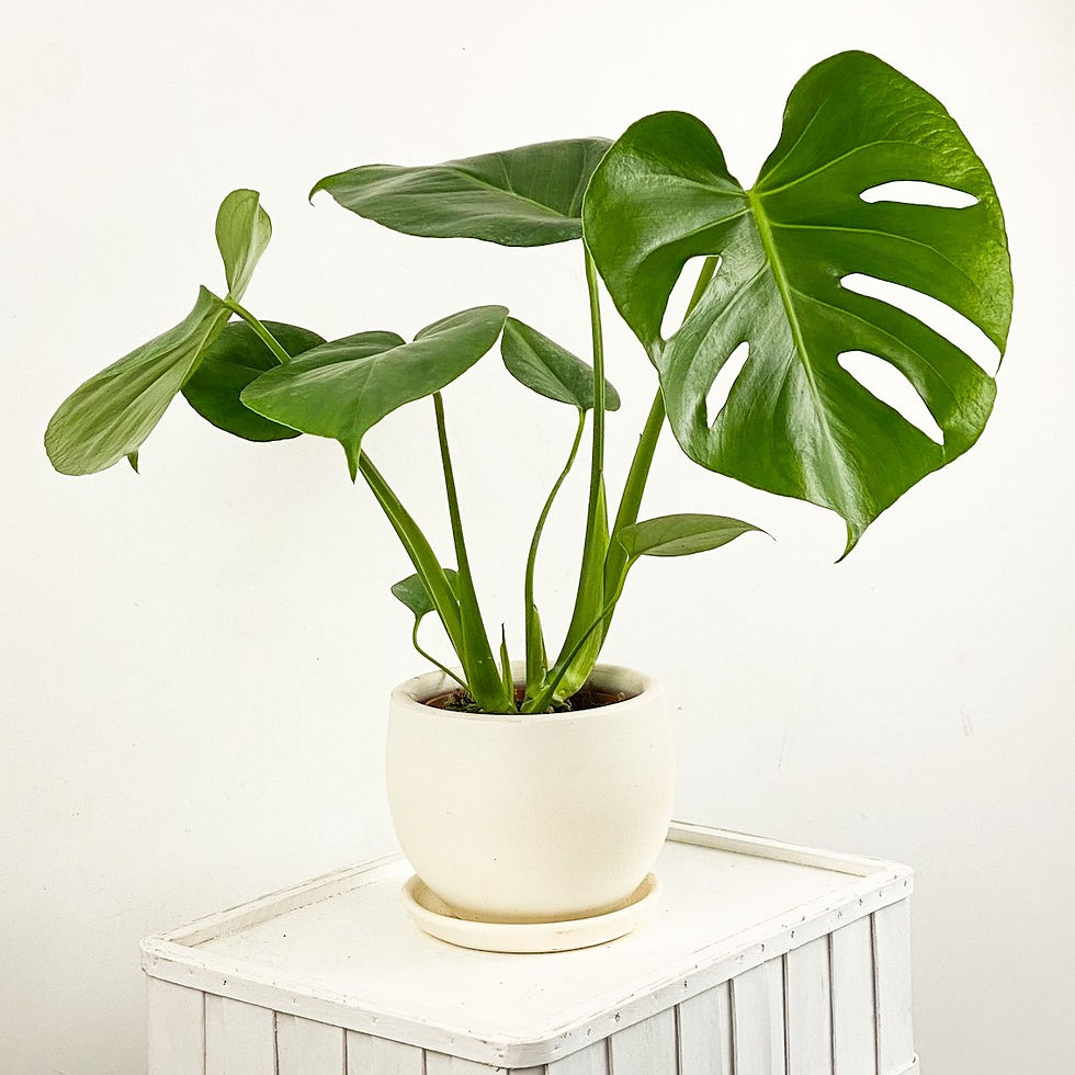 Küçük resim: Deve Tabanı Monstera 60-80 Cm 