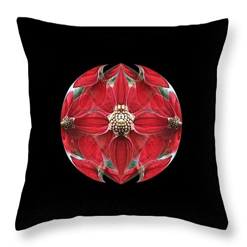 rosette-paulina-knyziak-niezgodzka (1)