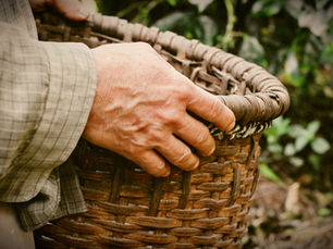 Unveiling the Future: SAN's Strategic Plan for Sustainable Agriculture 2025-2030