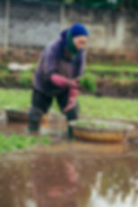 A woman in a blue headscarf harvests greens in a water-filled field, placing them into a metal basin. She wears pink gloves and boots.