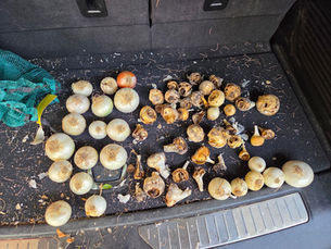 Comparison of fungus-infected onions and healthy onions from the experimentation. 