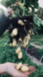 Hand pulling bunch of potatoes from the ground.