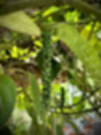 Close-up of peppercorns growing on the vine.