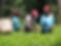 Workers in farm