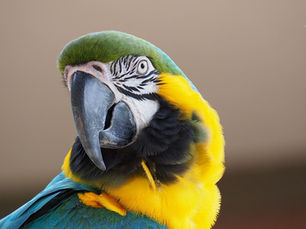 The Ecological Importance of the Amazon Rainforest and the Role of Sustainable Agriculture
